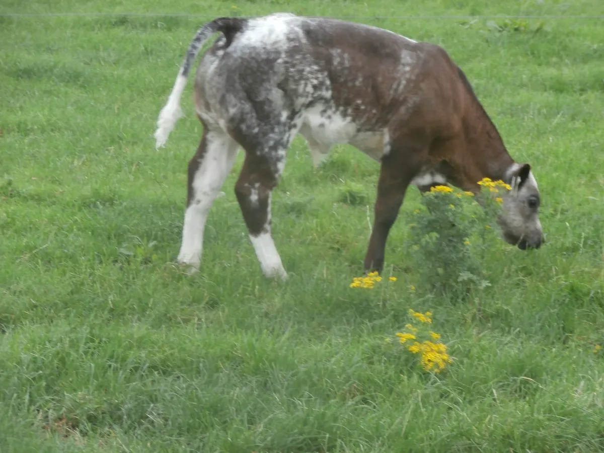 cows with calves - Image 3