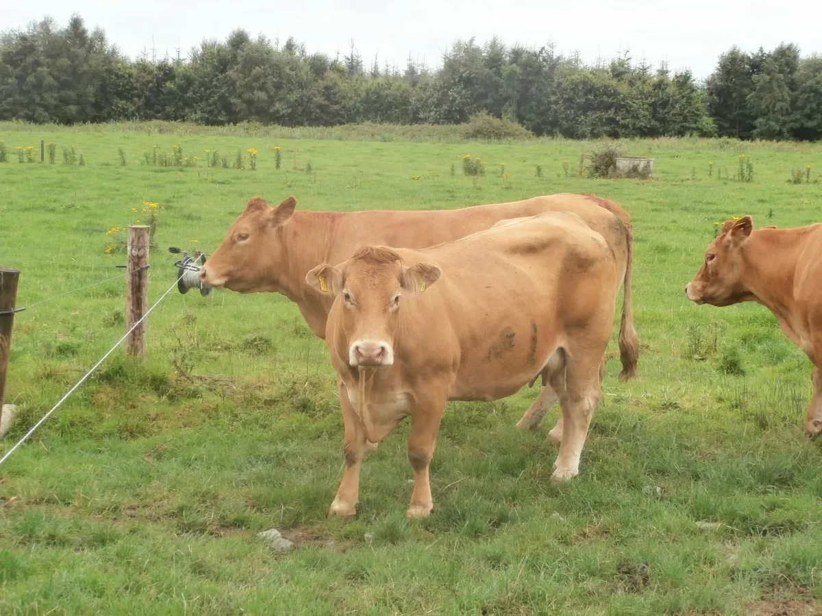 cows with calves - Image 4
