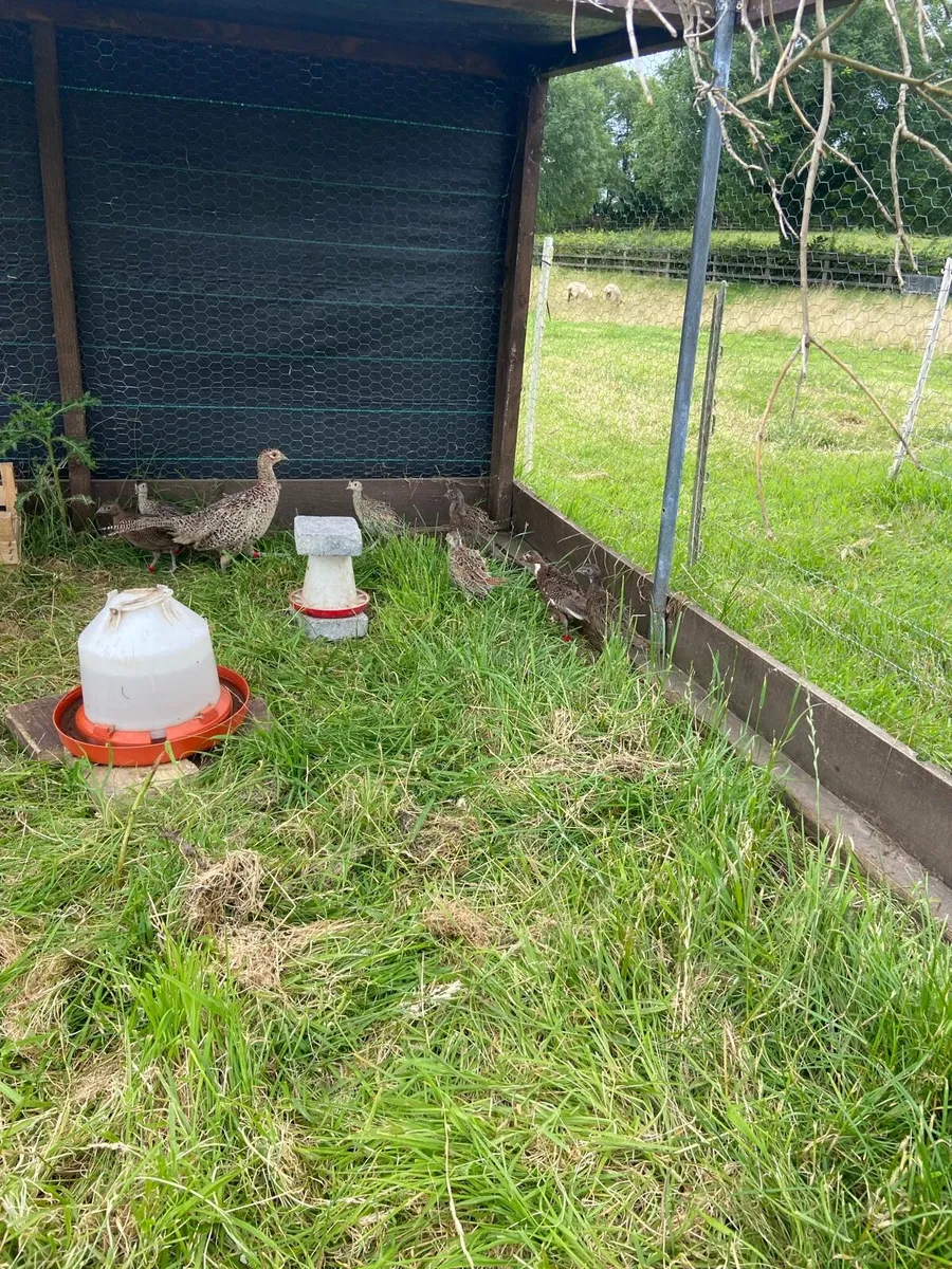 7 weeks old pheasants.