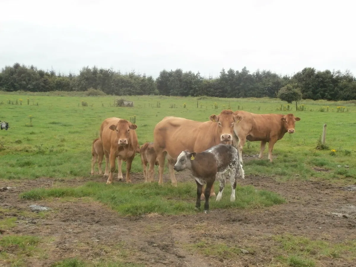 cows with calves - Image 1
