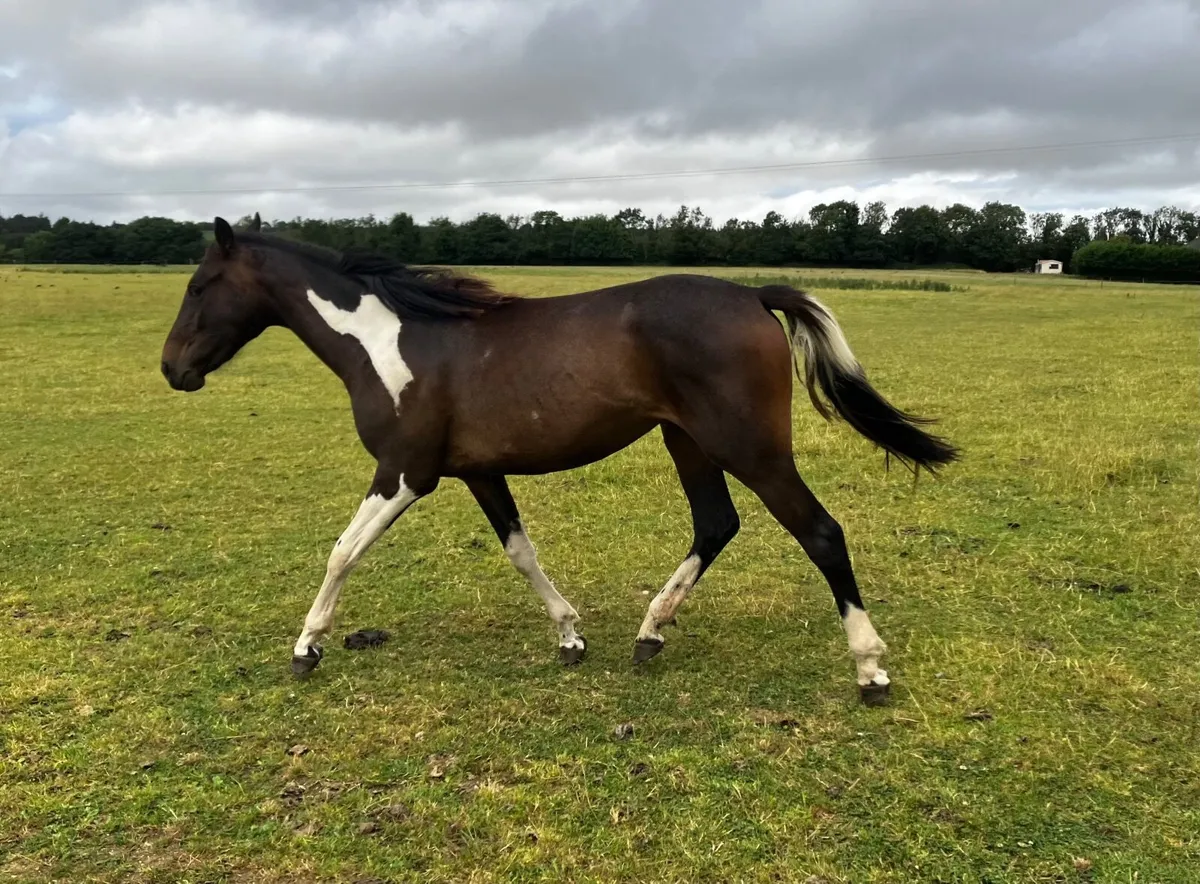 2 year old Filly - Image 1
