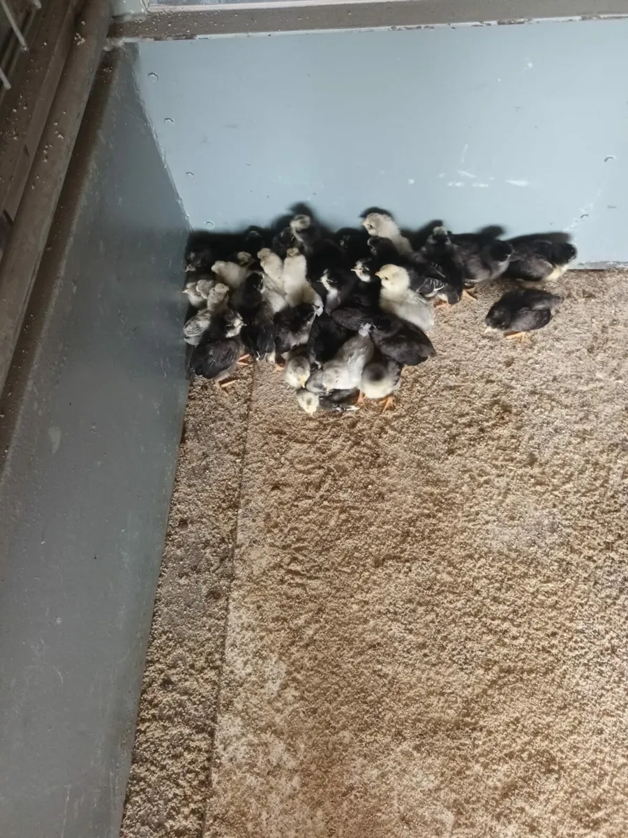 Araucana puer bred 12 days old chicks