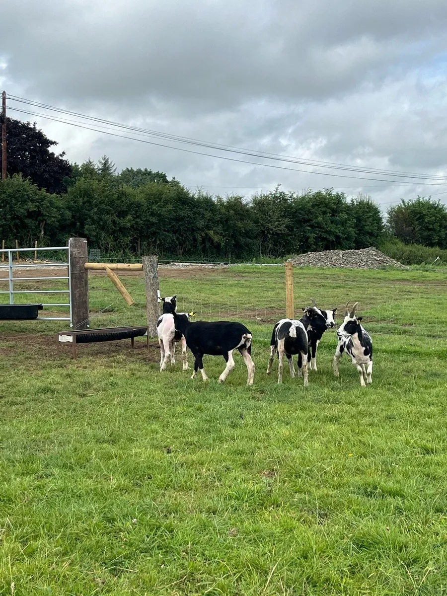 5 super Jacob ewes for sale - Image 1