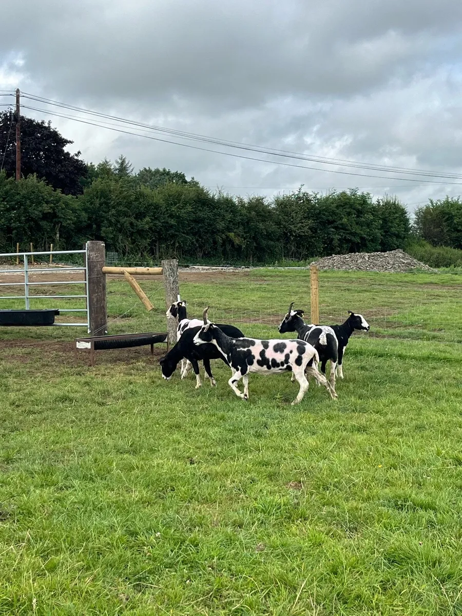 5 super Jacob ewes for sale - Image 2
