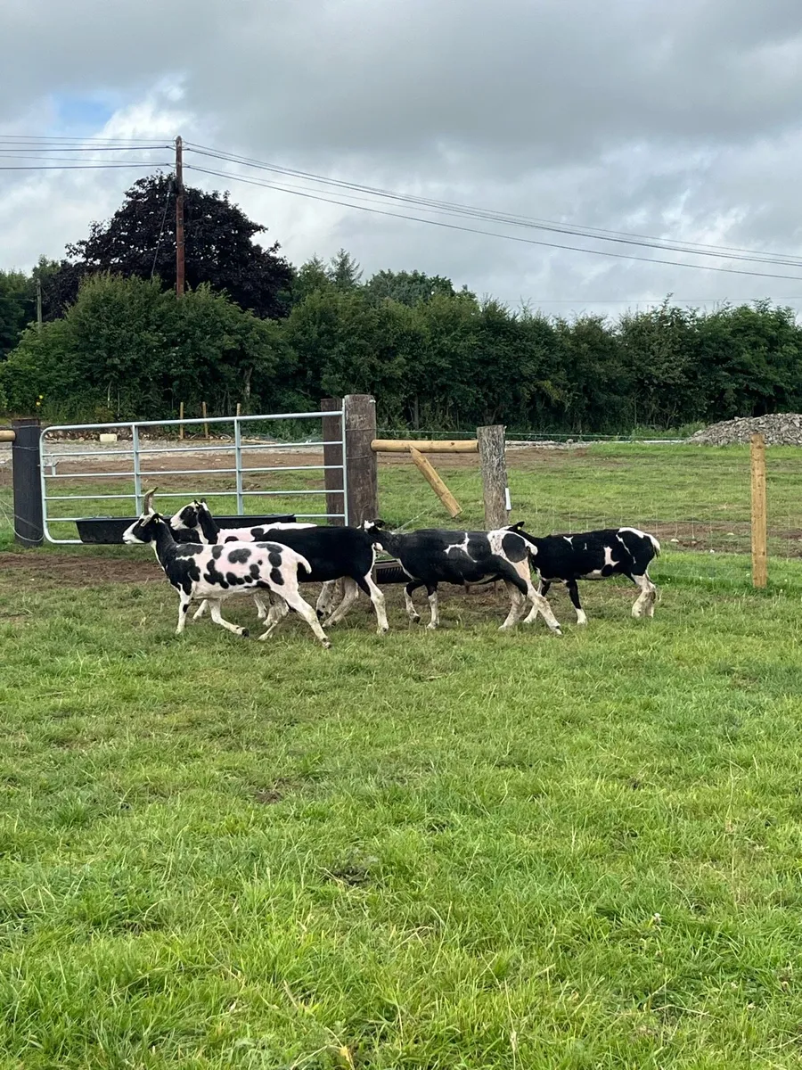 5 super Jacob ewes for sale - Image 3