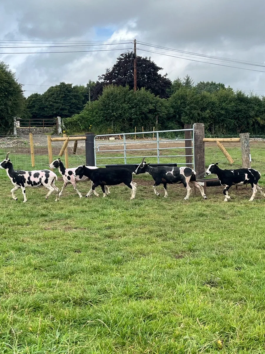 5 super Jacob ewes for sale - Image 4