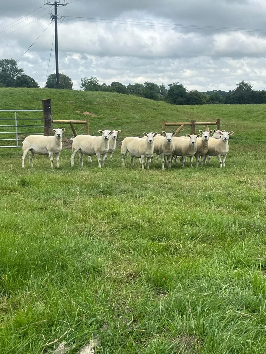 10 super hoggett ewes for sale - Image 1