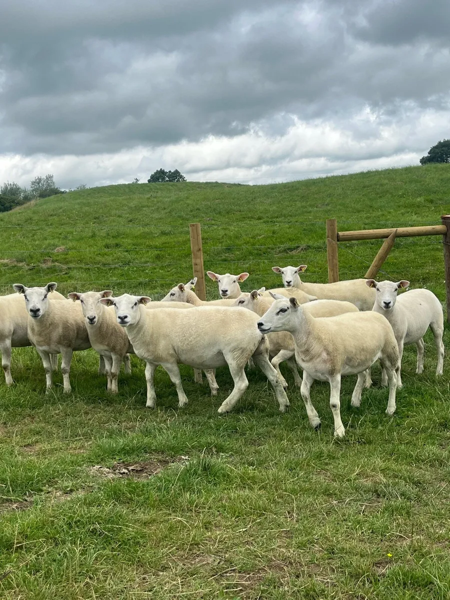 10 super hoggett ewes for sale - Image 2