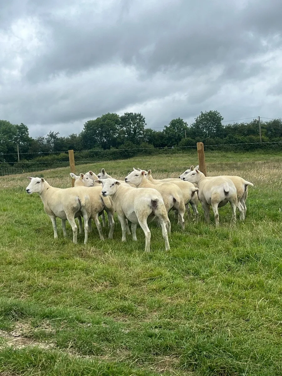 10 super hoggett ewes for sale - Image 3