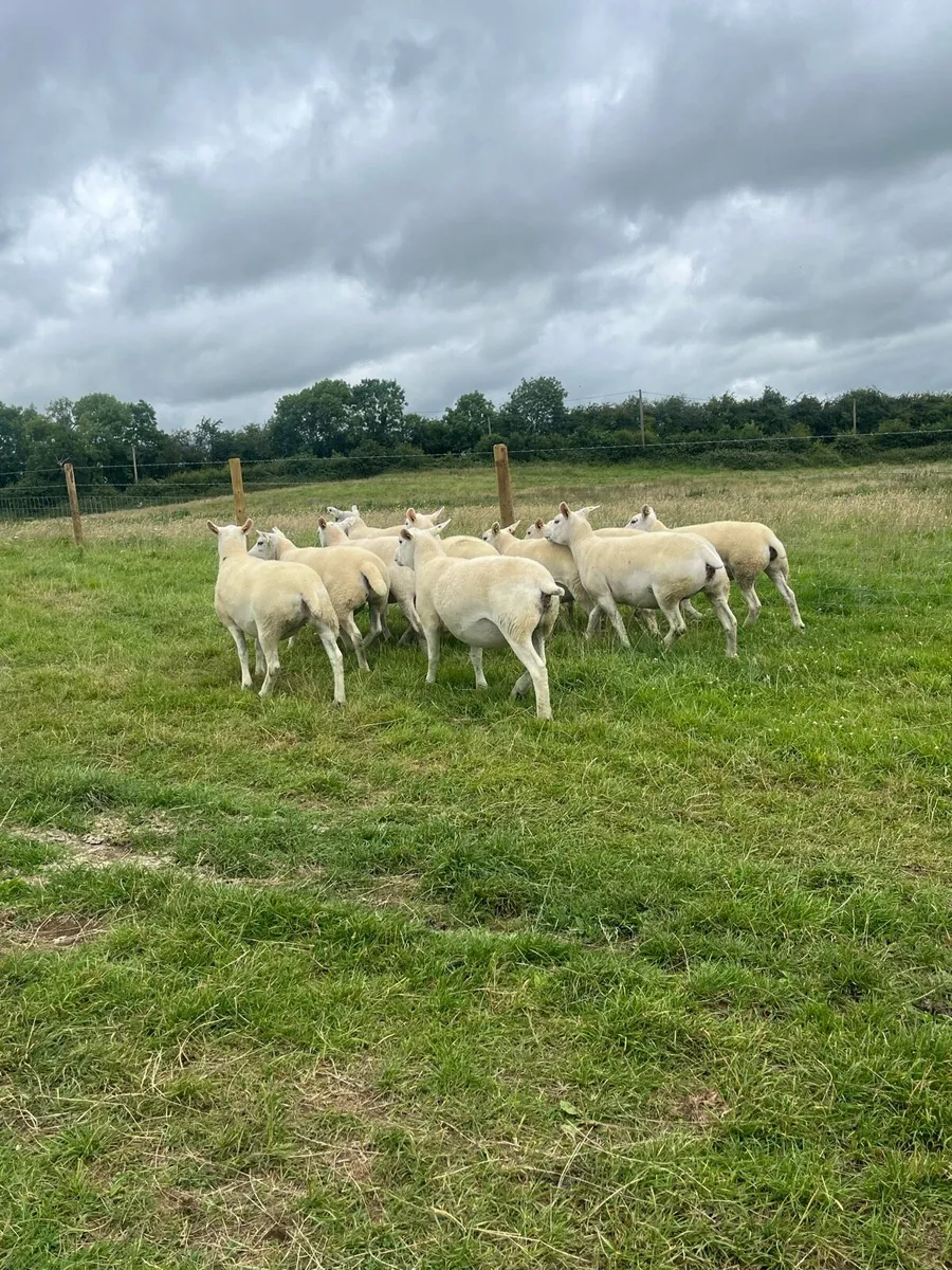 10 super hoggett ewes for sale - Image 4