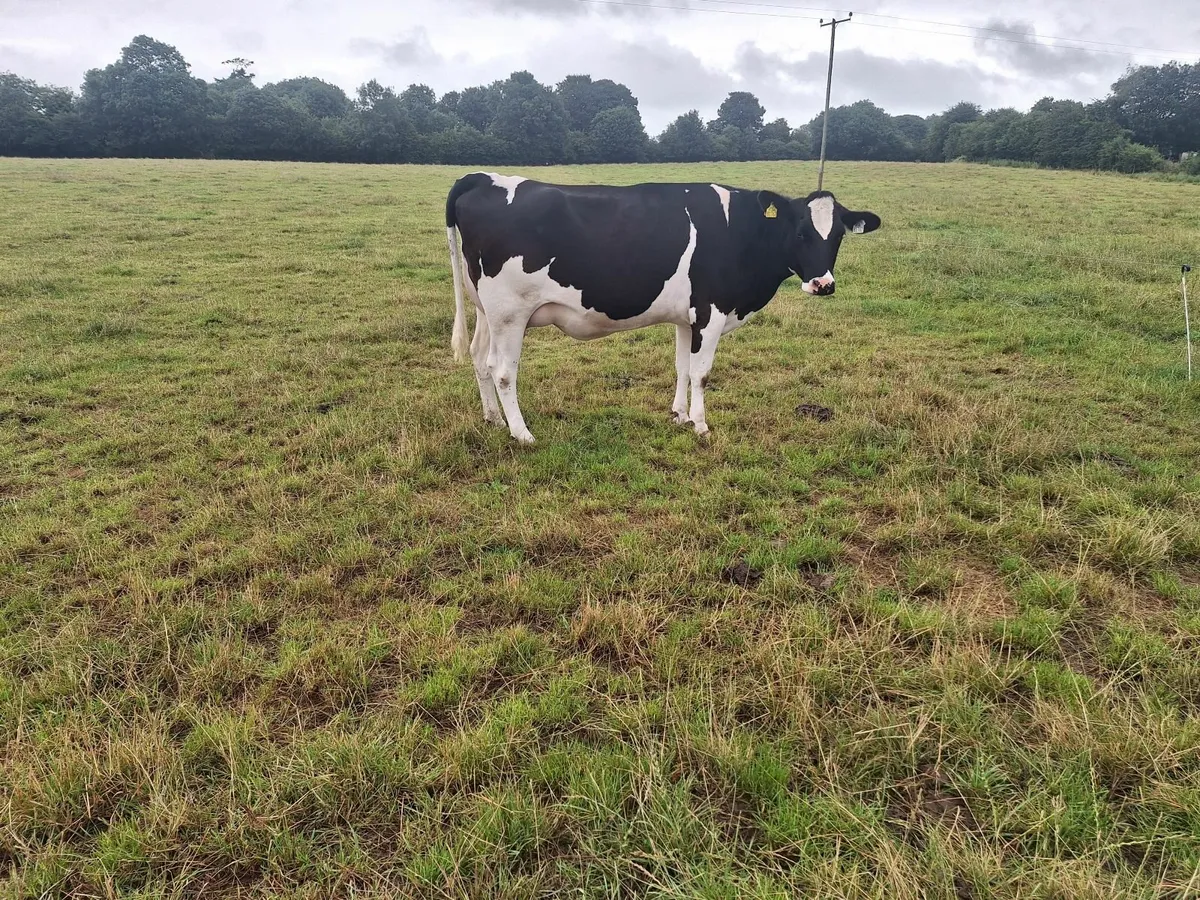PBR Hol/Fr Penny Calved Hfr - Image 1