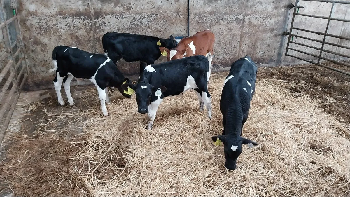 Freisian bull calves - Image 1
