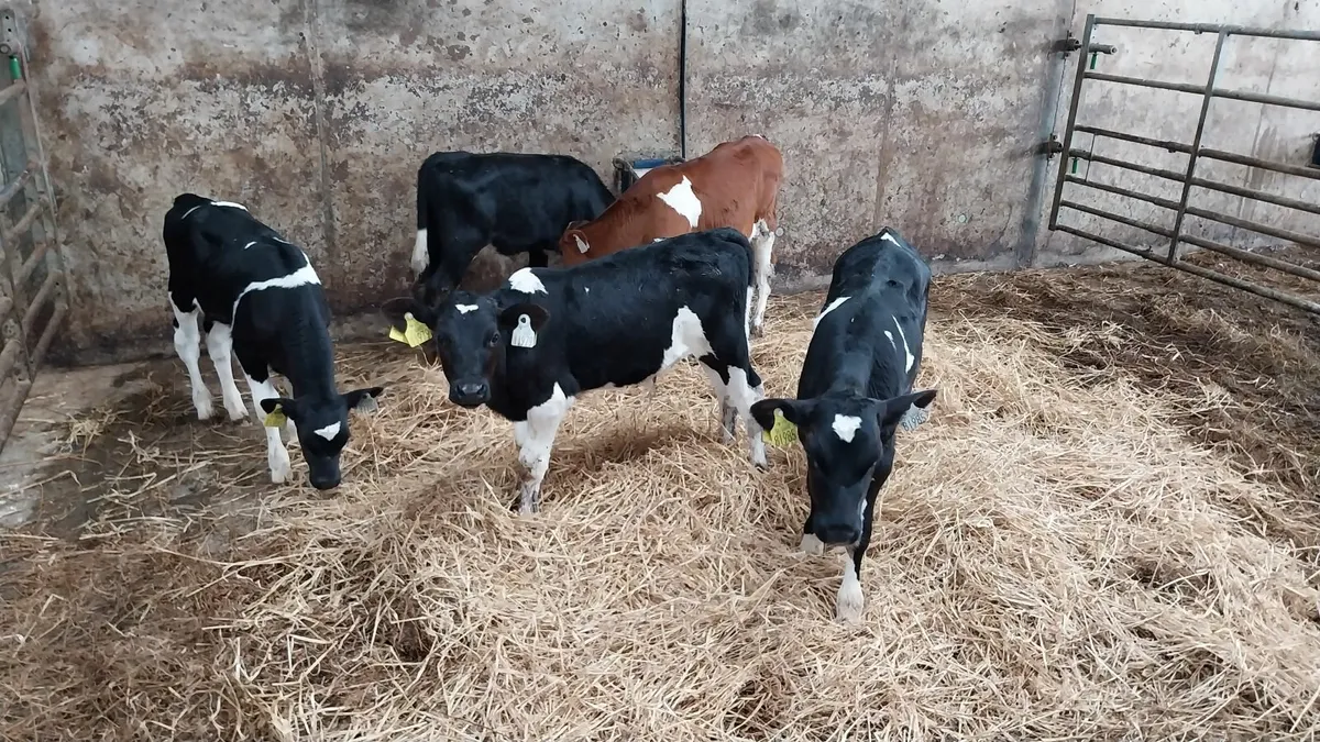 Freisian bull calves - Image 3
