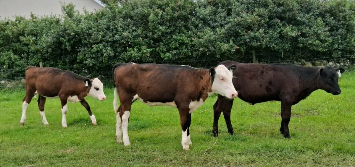 Hereford and Angus heifers - Image 1
