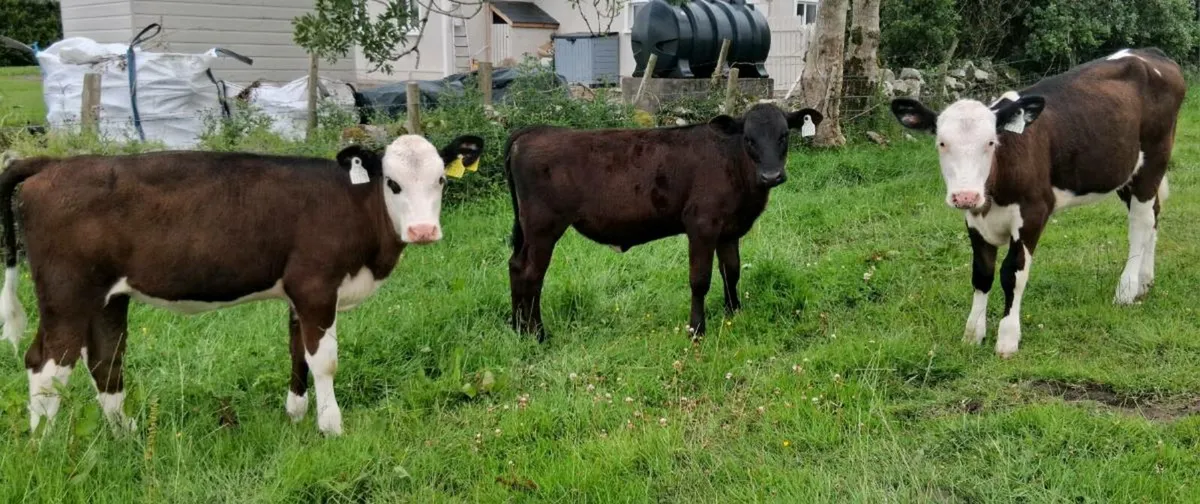 Hereford and Angus heifers - Image 2