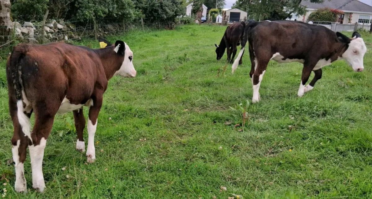 Hereford and Angus heifers - Image 3