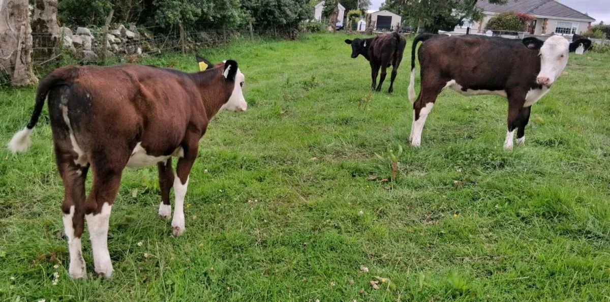 Hereford and Angus heifers - Image 4