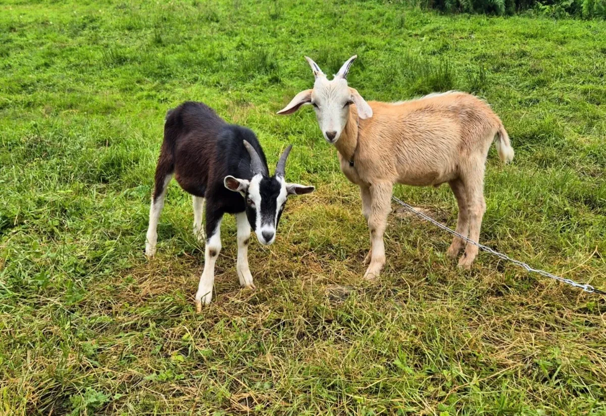 goats for sale - Image 3