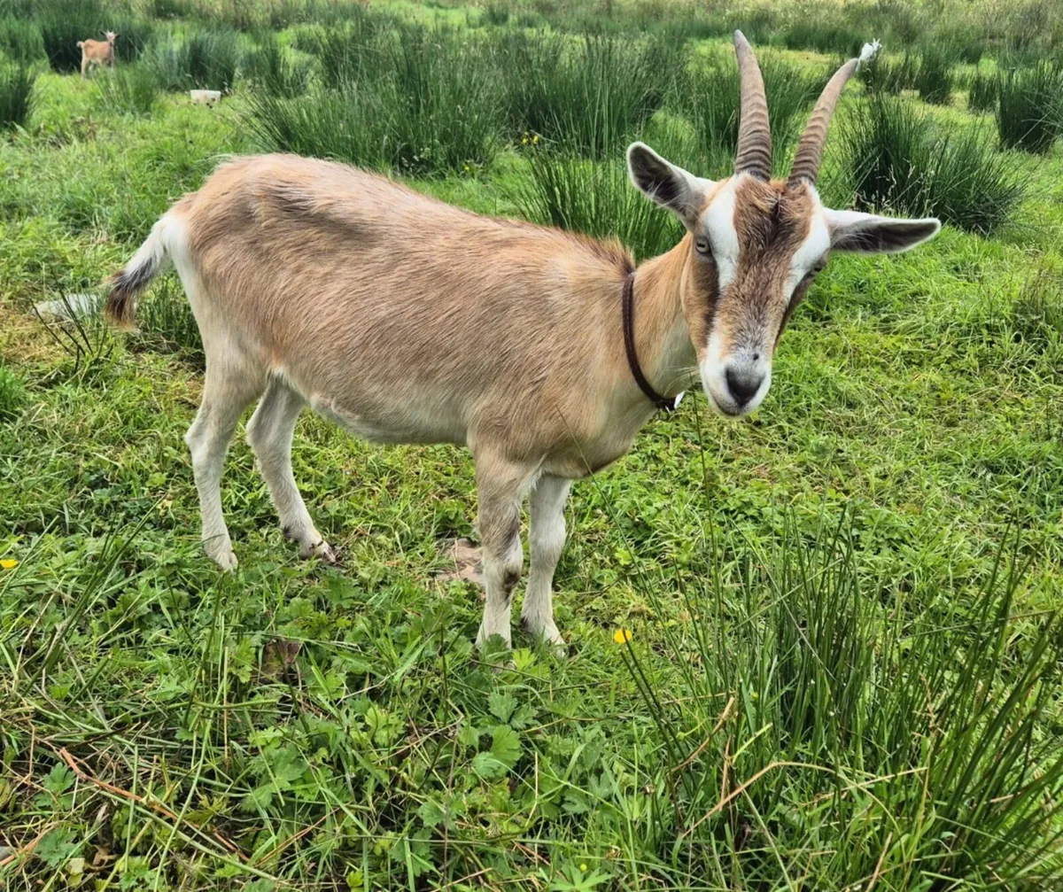 goats for sale - Image 4