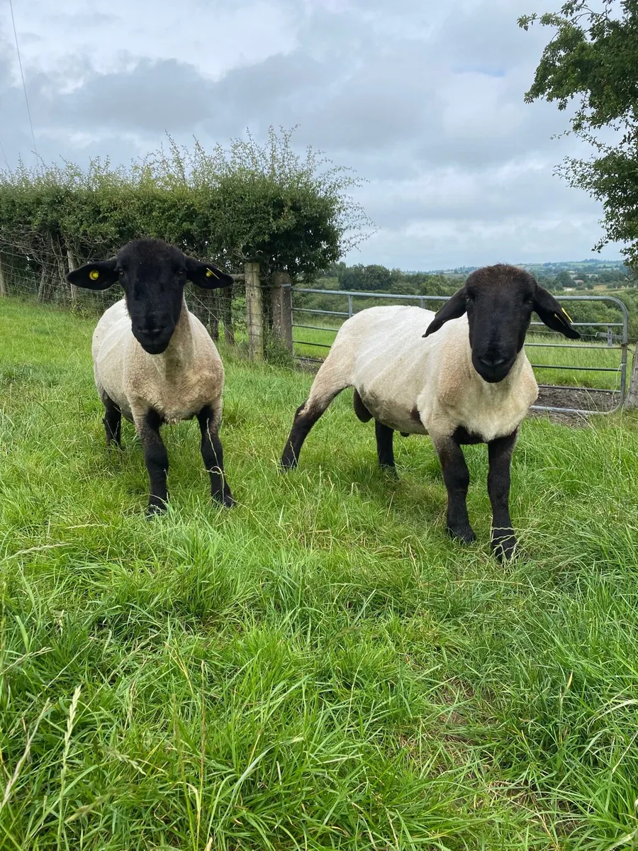 Suffolk Hogget Rams - Image 1