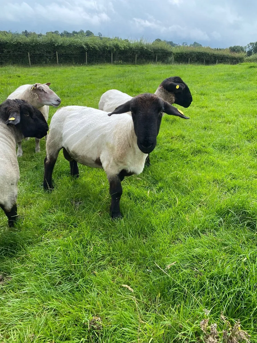 Suffolk Hogget Rams - Image 2
