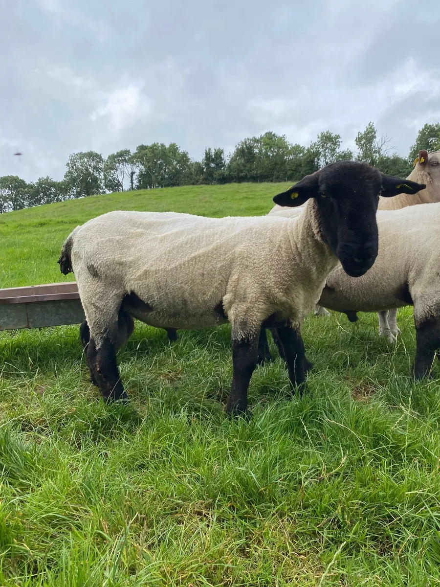 Suffolk Hogget Rams - Image 3
