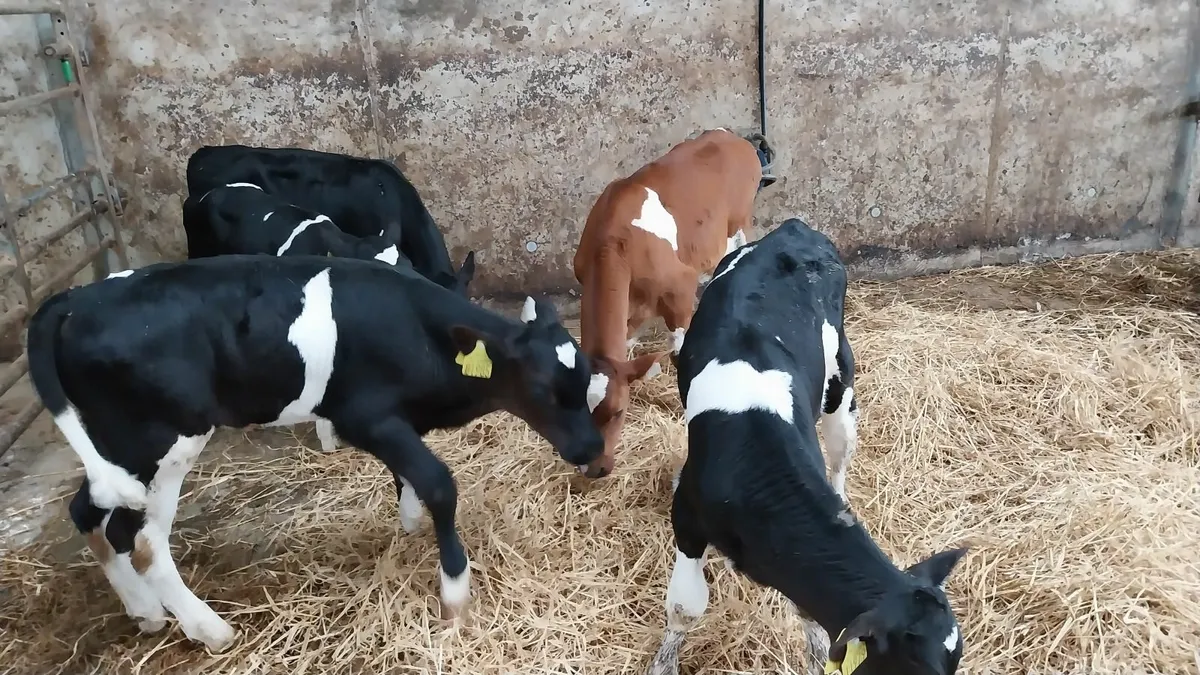 Freisian bull calves - Image 2