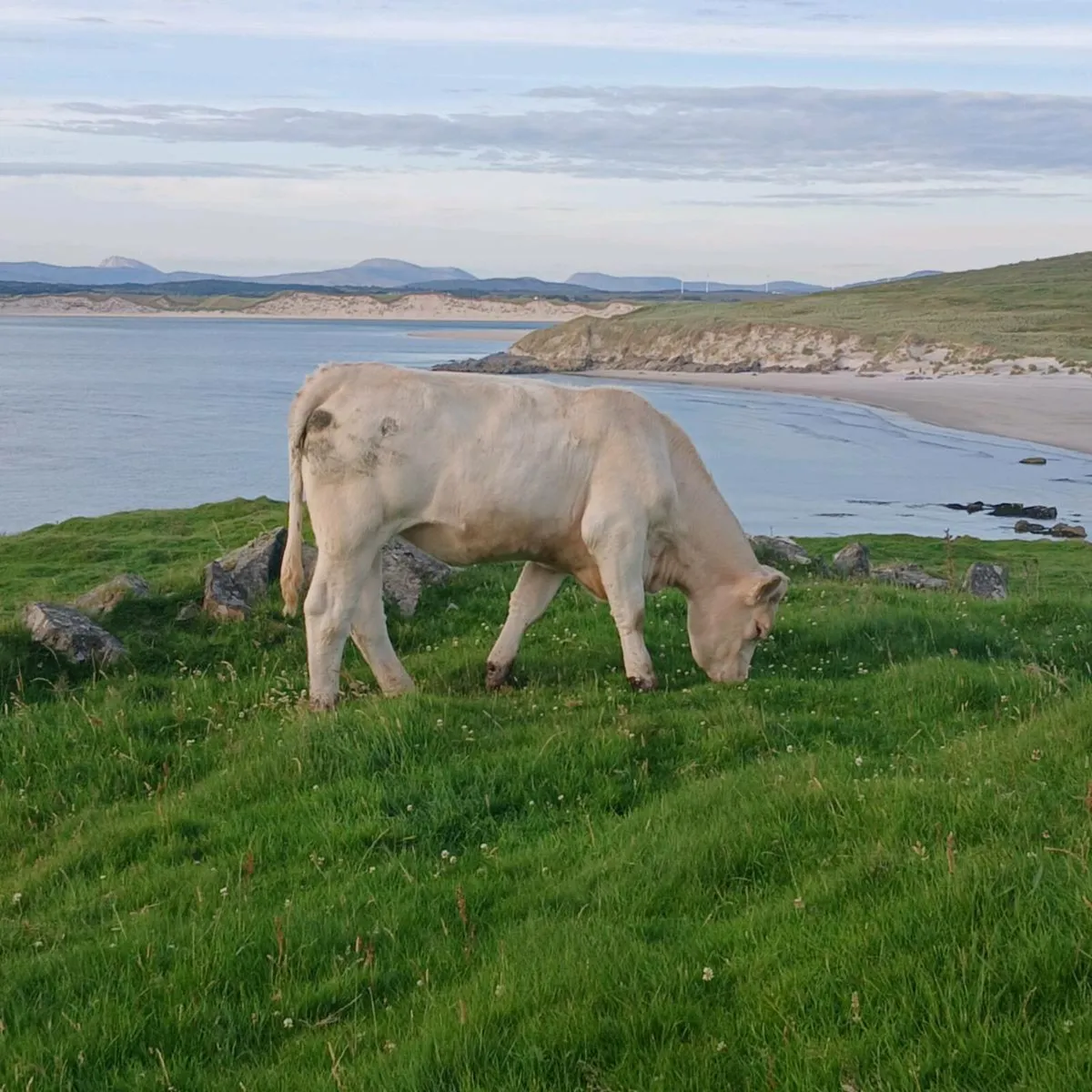 Pedigree Charolais Heifer - Image 1