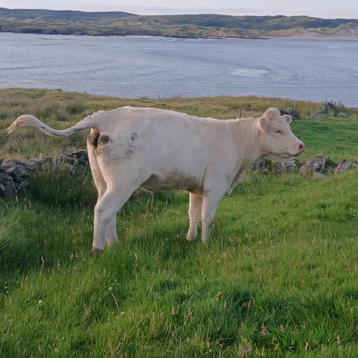 Pedigree Charolais Heifer - Image 2