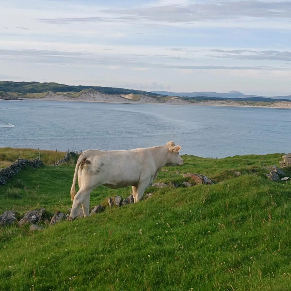 Pedigree Charolais Heifer - Image 3