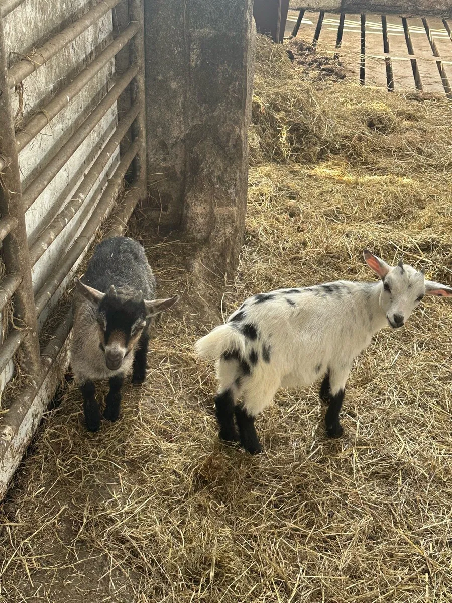 Pygmy Goats - Image 2