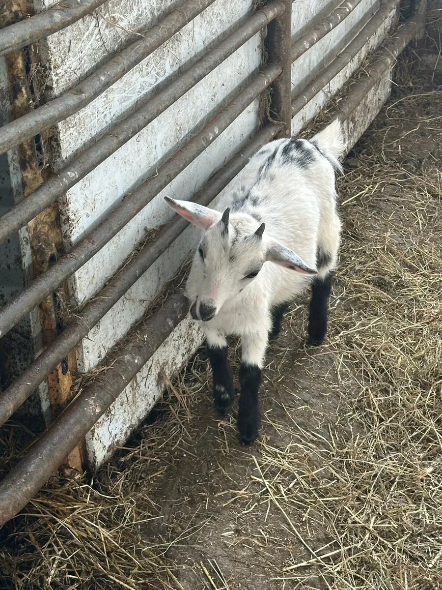 Pygmy Goats - Image 3