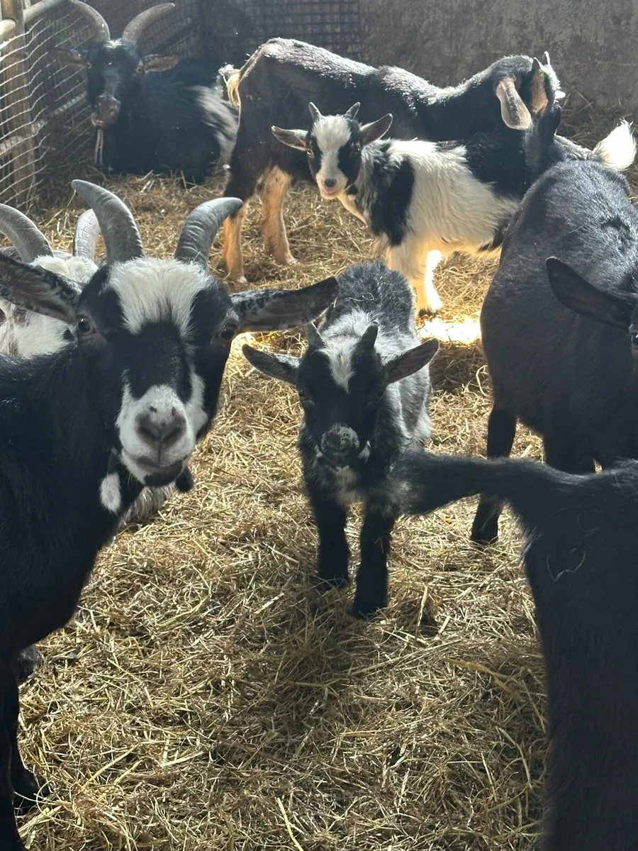 Pygmy Goats - Image 4