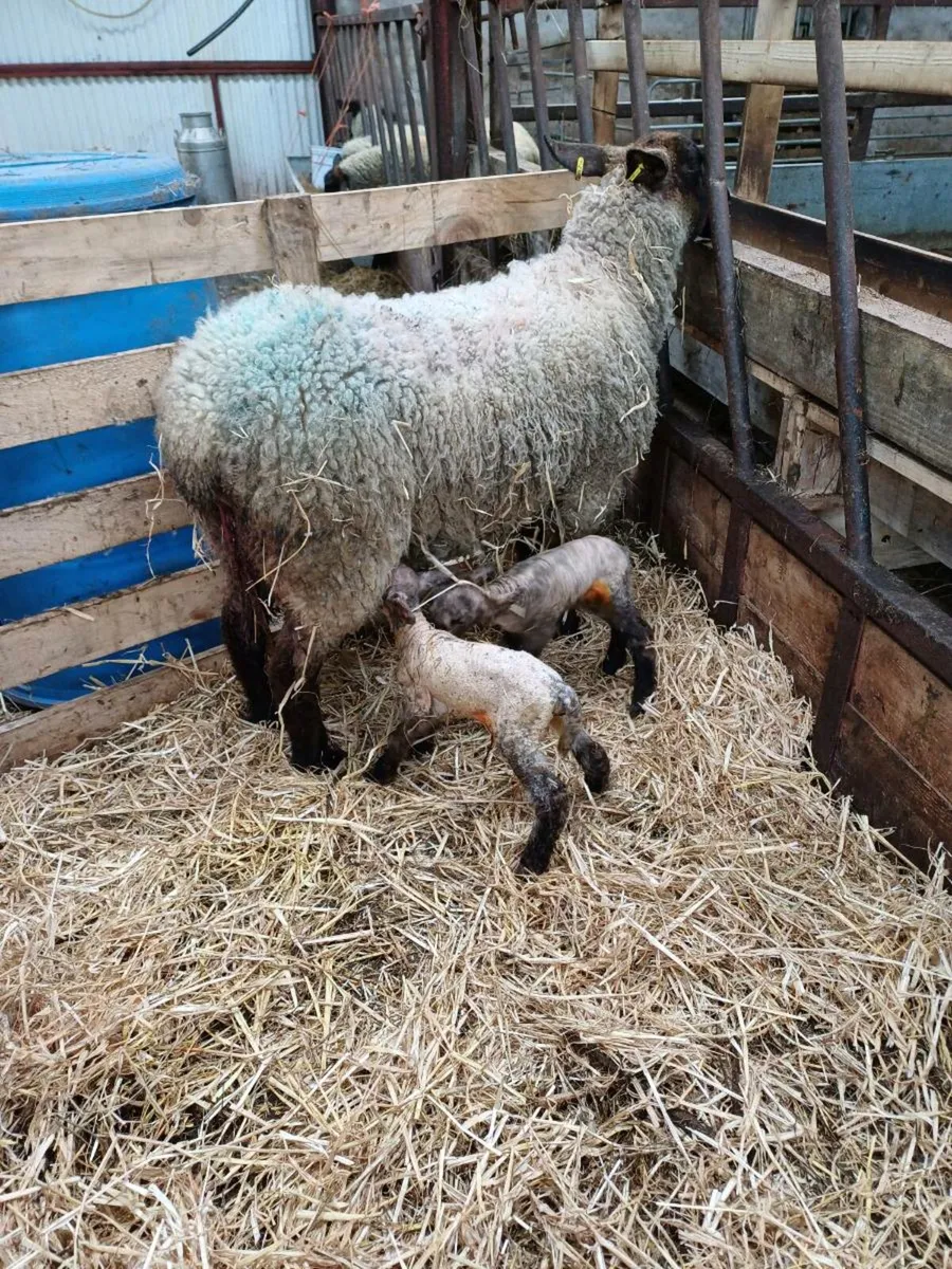 Wanted Suffolk × mule ewes or ewes lambs