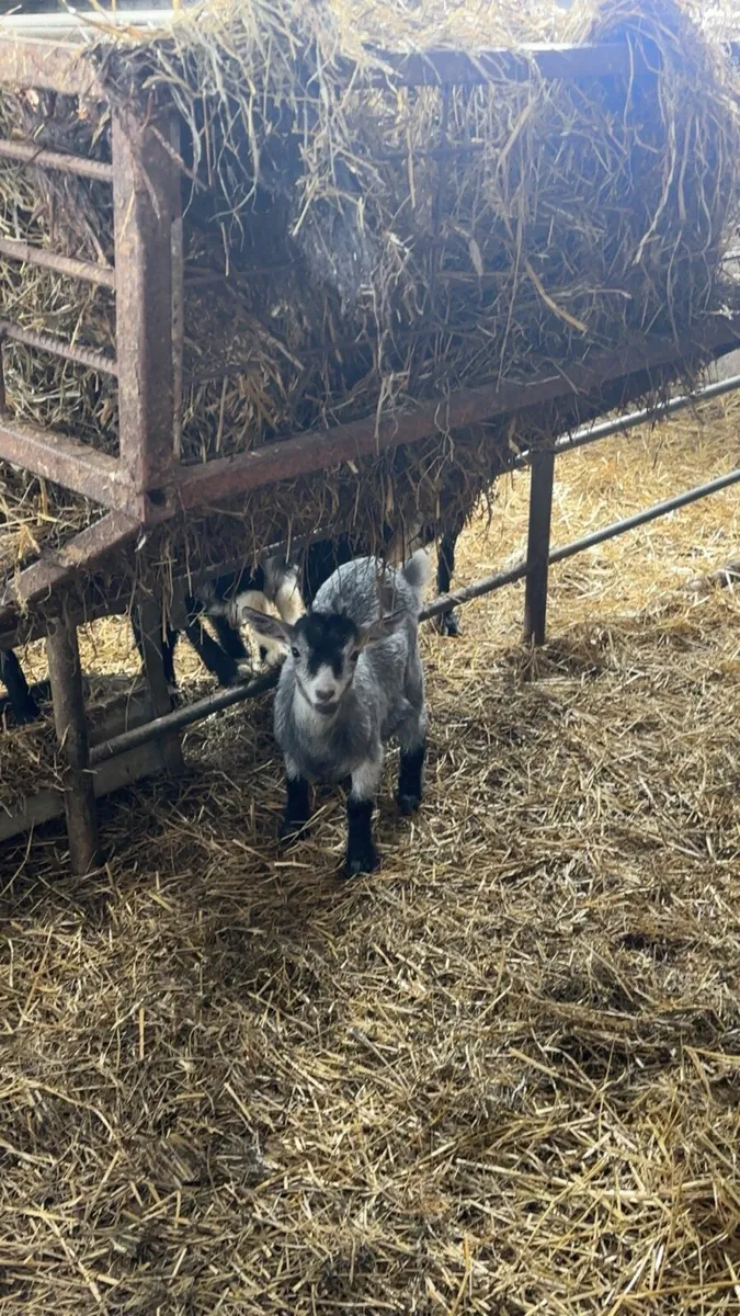 Pygmy Goats - Image 4