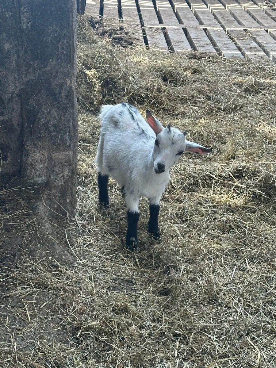 Pygmy Goats - Image 1