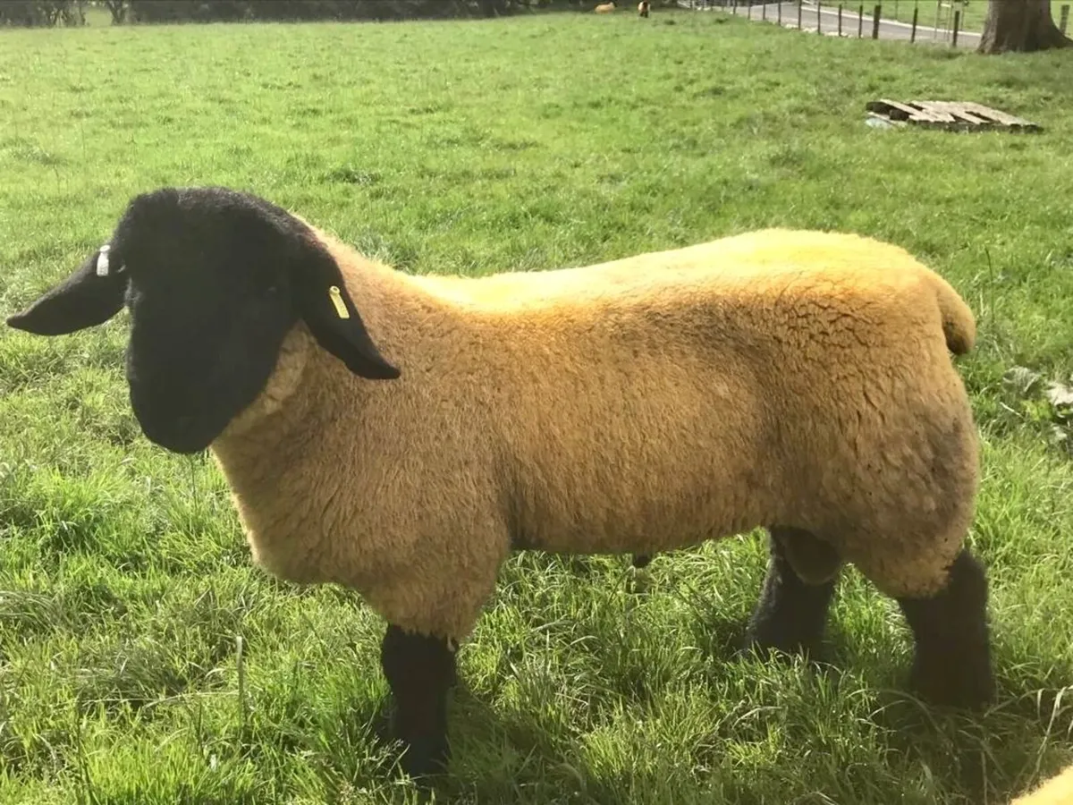 Pedigree Suffolk Stock Ram - Image 1