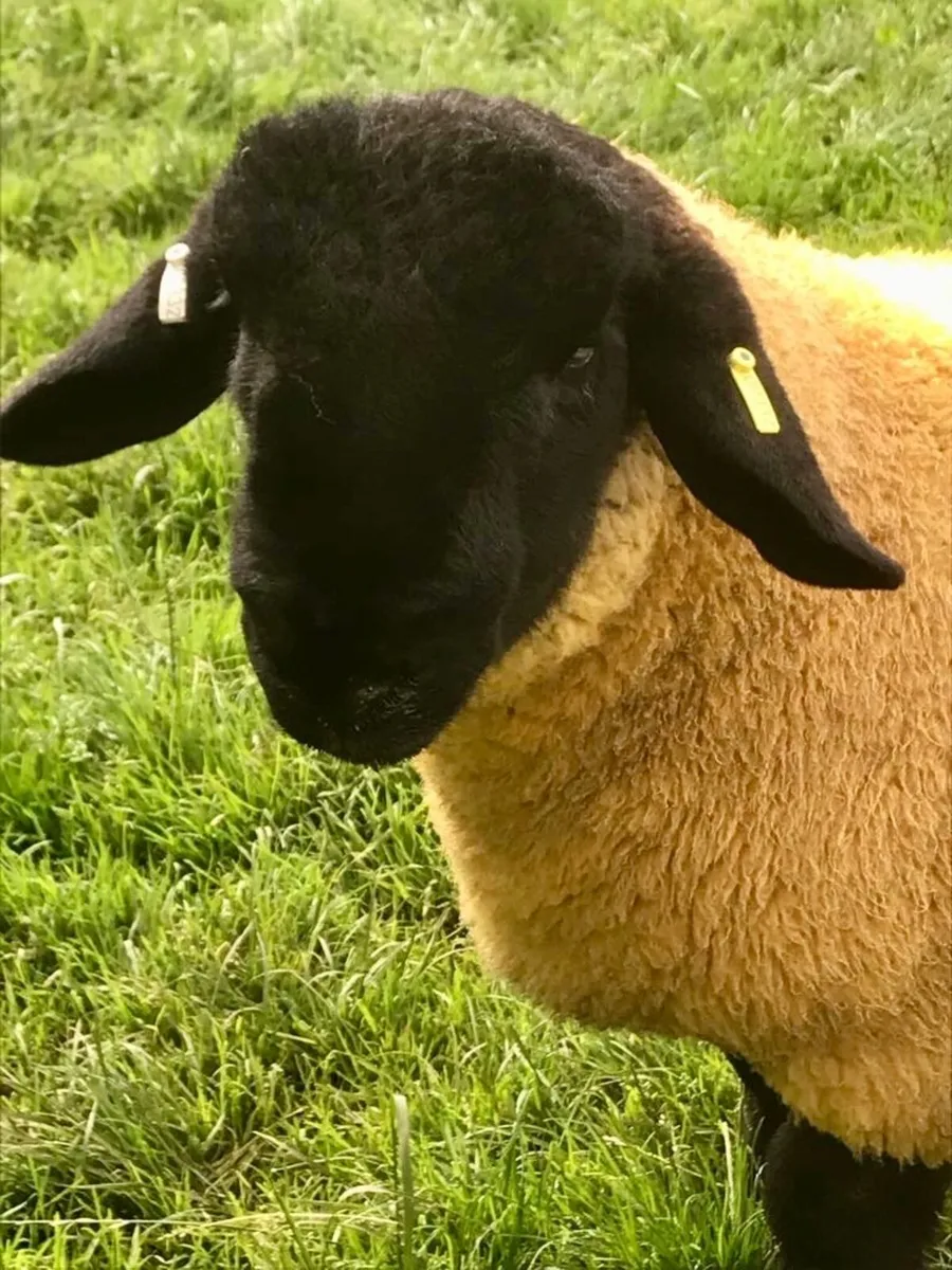Pedigree Suffolk Stock Ram - Image 2