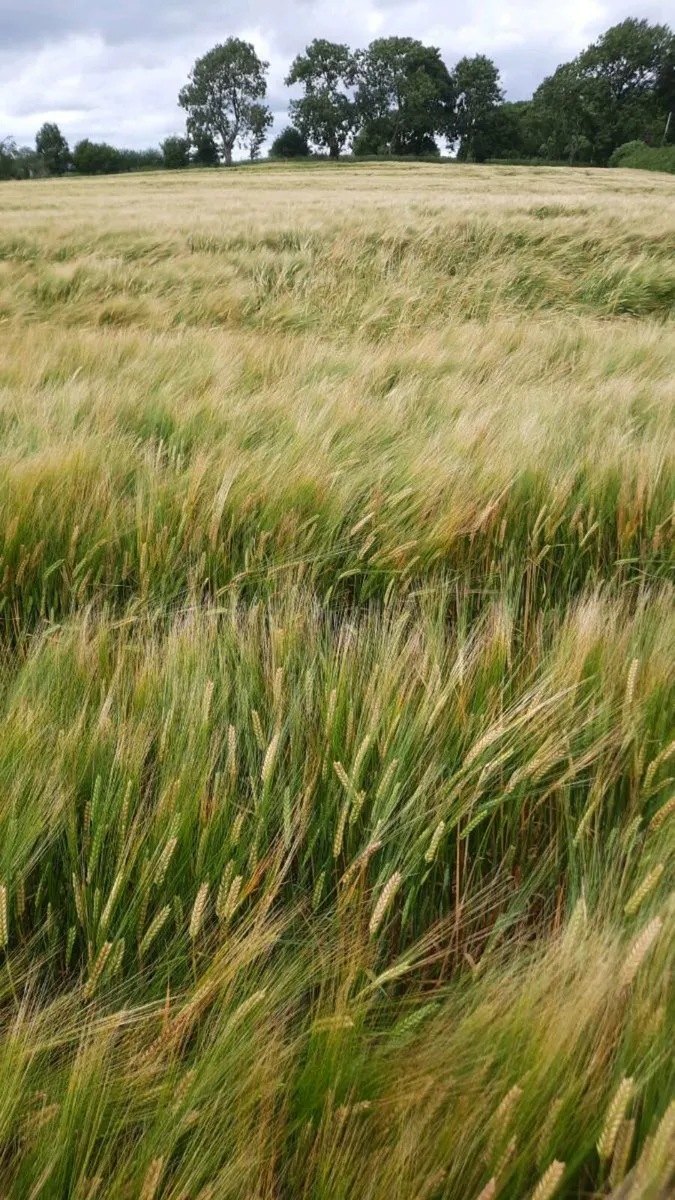 Arable/whole crop silage - Image 1