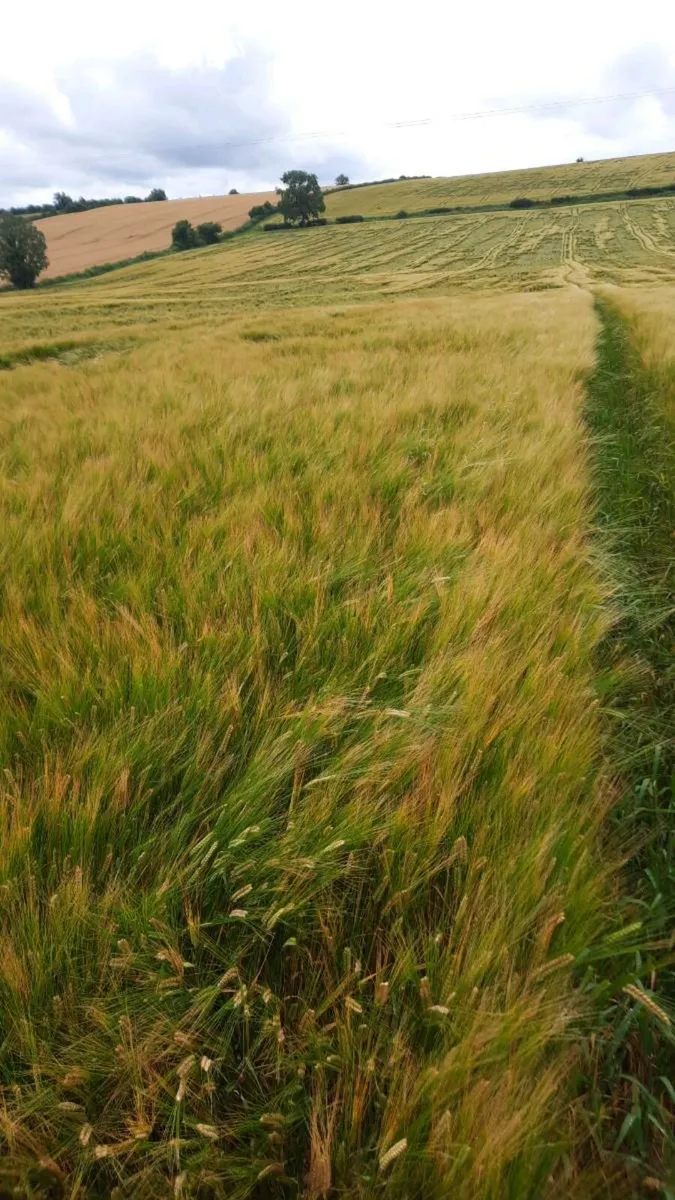Arable/whole crop silage - Image 2
