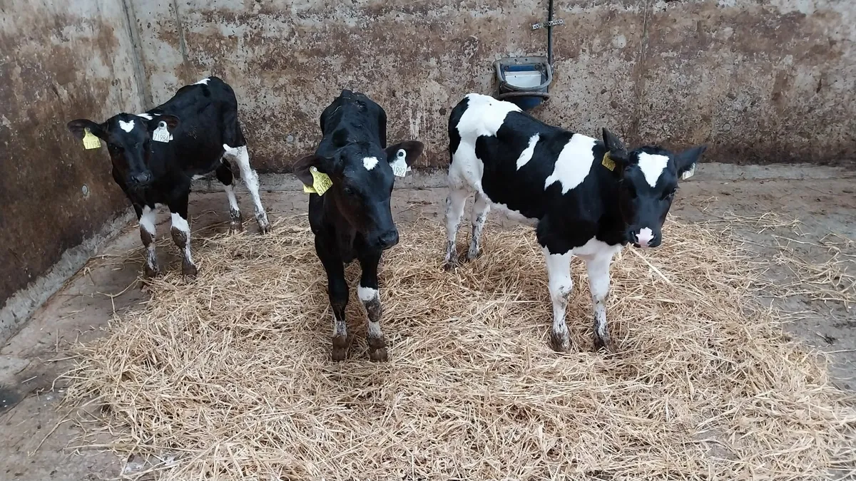 Freisian heifer calves - Image 3