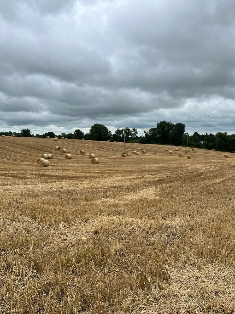 Straw - Image 2