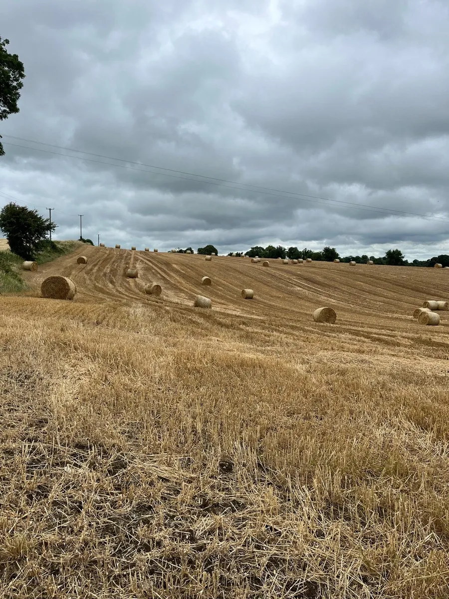 Straw - Image 3