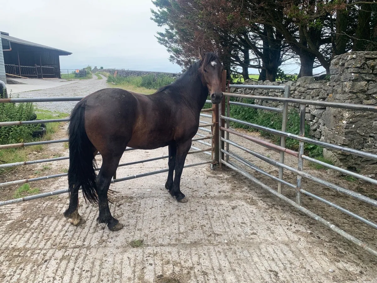 3 Yrs old  gelding - Image 2