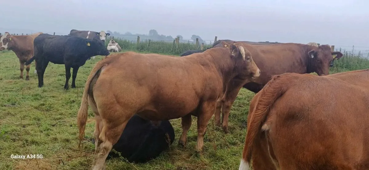 Limousin Bull - Image 1