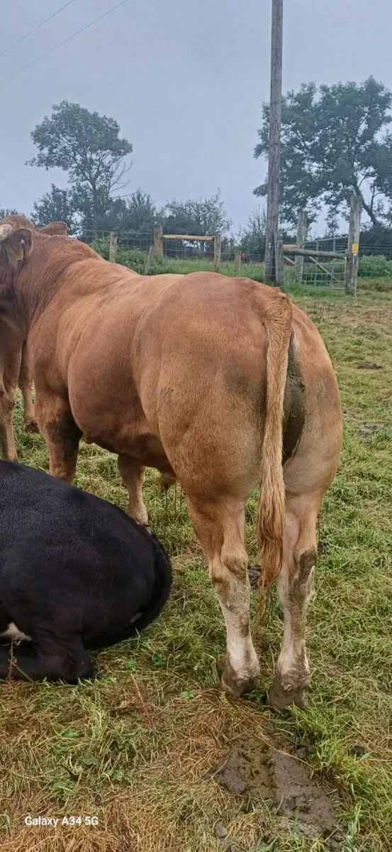 Limousin Bull - Image 2