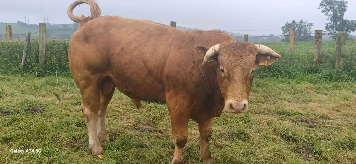 Limousin Bull - Image 3