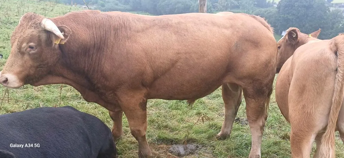 Limousin Bull - Image 4