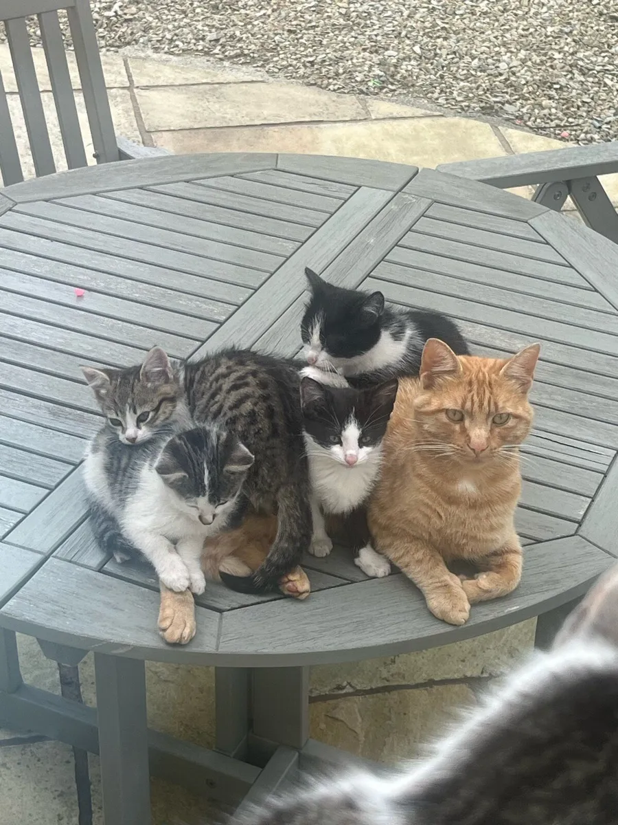 **Kittens** - Image 1