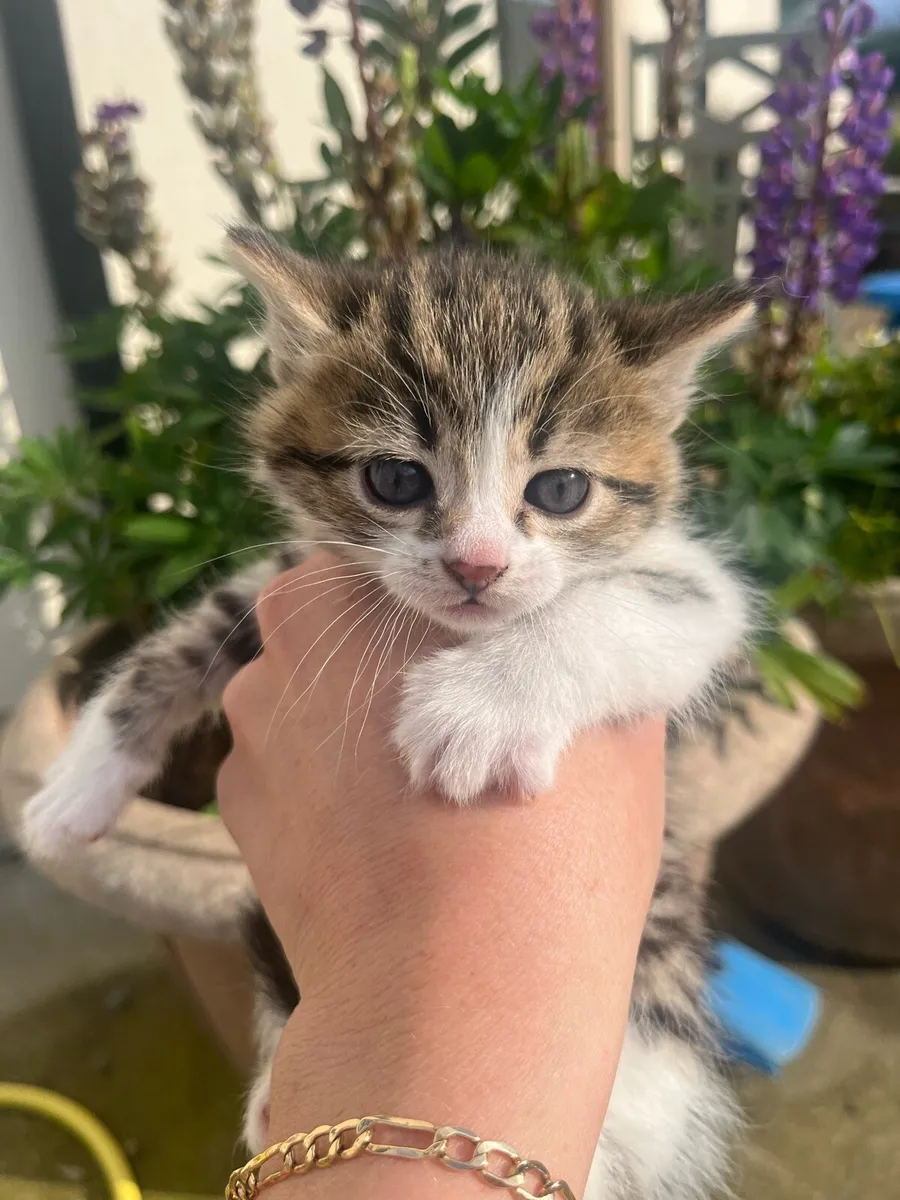 **Kittens** - Image 2